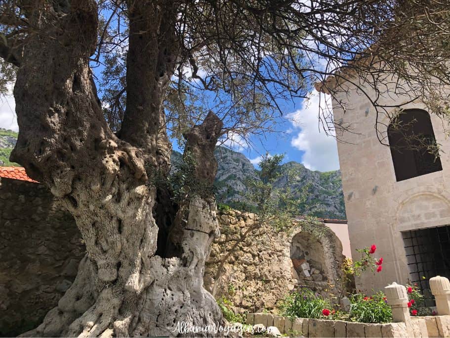 giant old olive tree outside the Tekke Dollma with blue sky in background, in Kruja