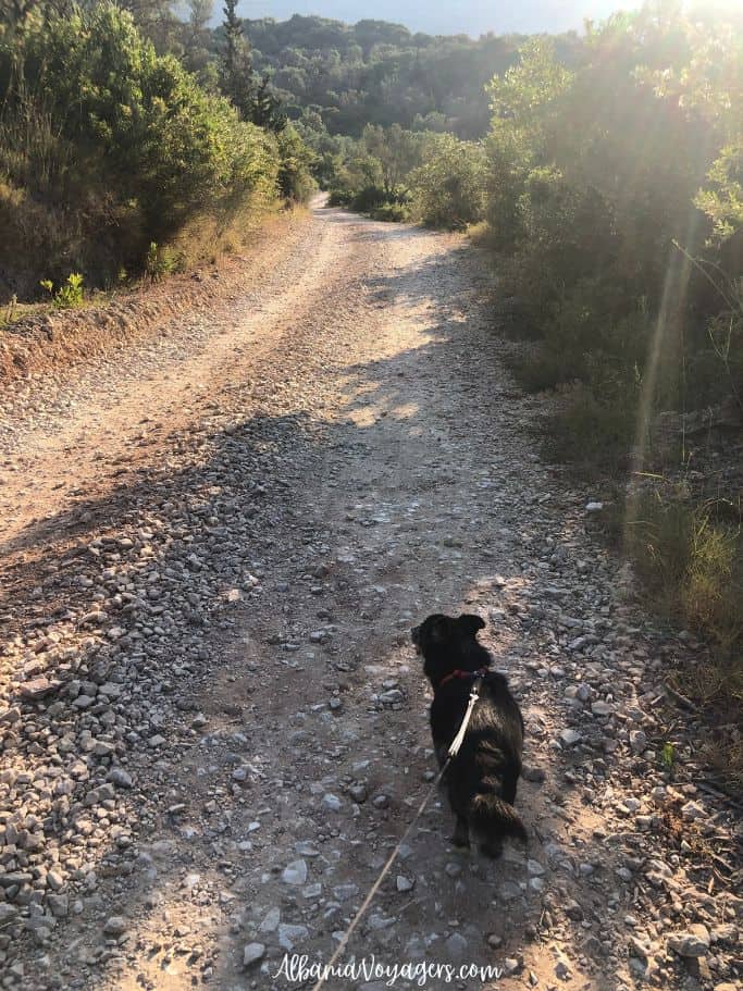 little black dog walking on dirt path with trees in Himare