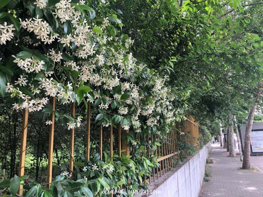 jasmine bushes blooming beside a Tirana street