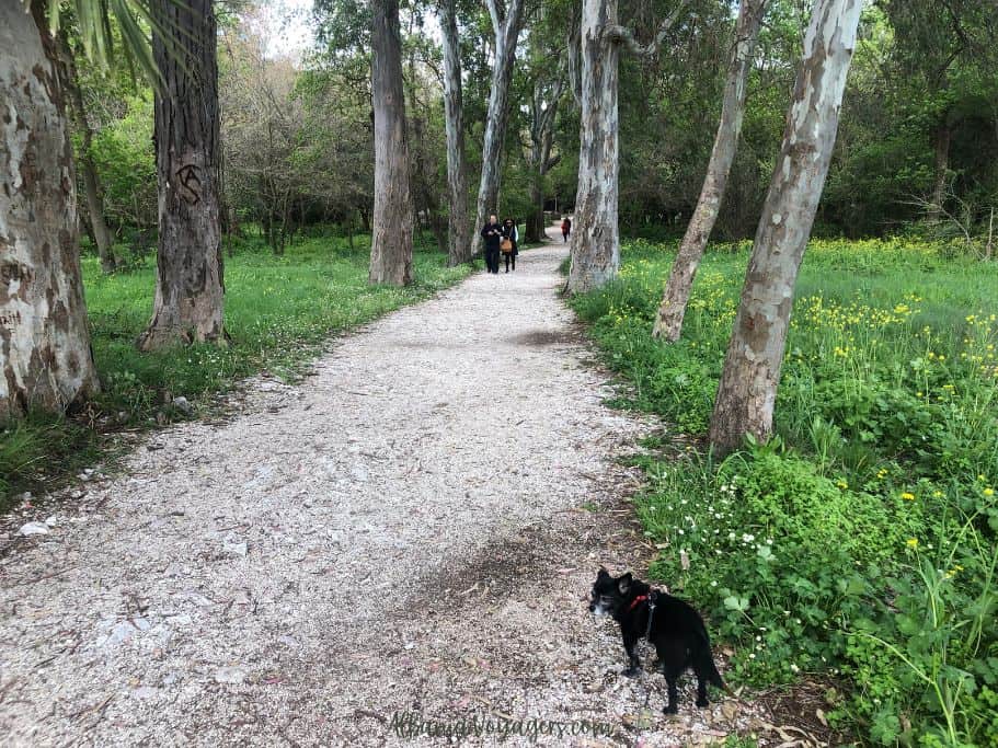 little black dog on nature trail in woods visiting Butrint National Park