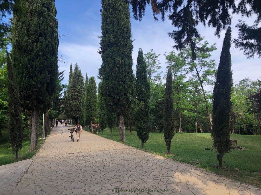 walking and biking path in Tirana Park with cypress trees and blue sky
