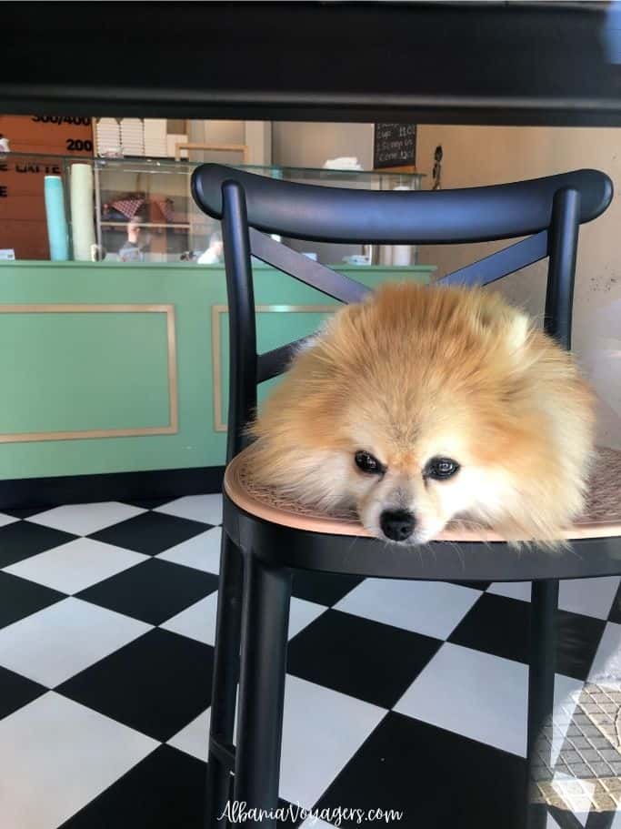 pomeranian sitting on a stool 