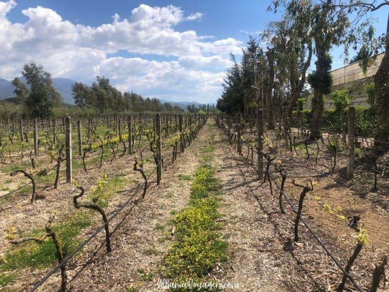 vineyards with blue sky at Agrotourism Isak