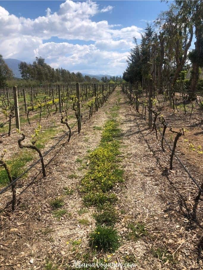vineyards with blue sky at Agrotourism Isak near Saranda
