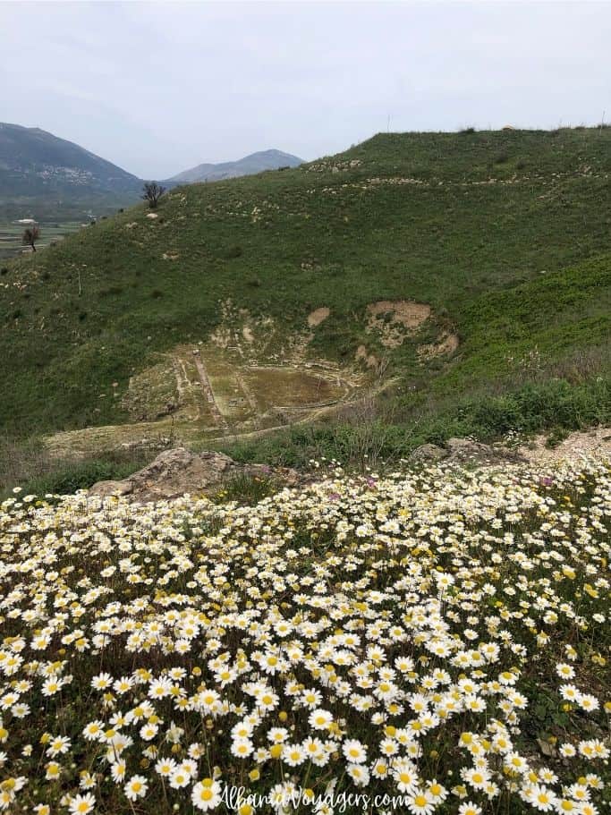 ancient amphitheatre on hillside with field full of daisies in foreground at Finiq