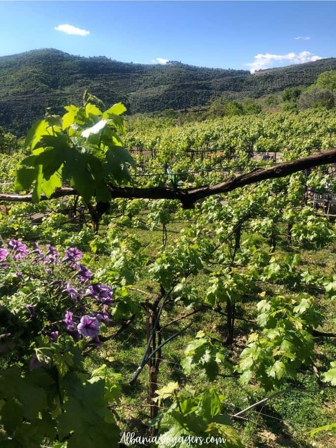 green vineyards at Alpeta Agrotourizem & Winery on grand wine route of Albania