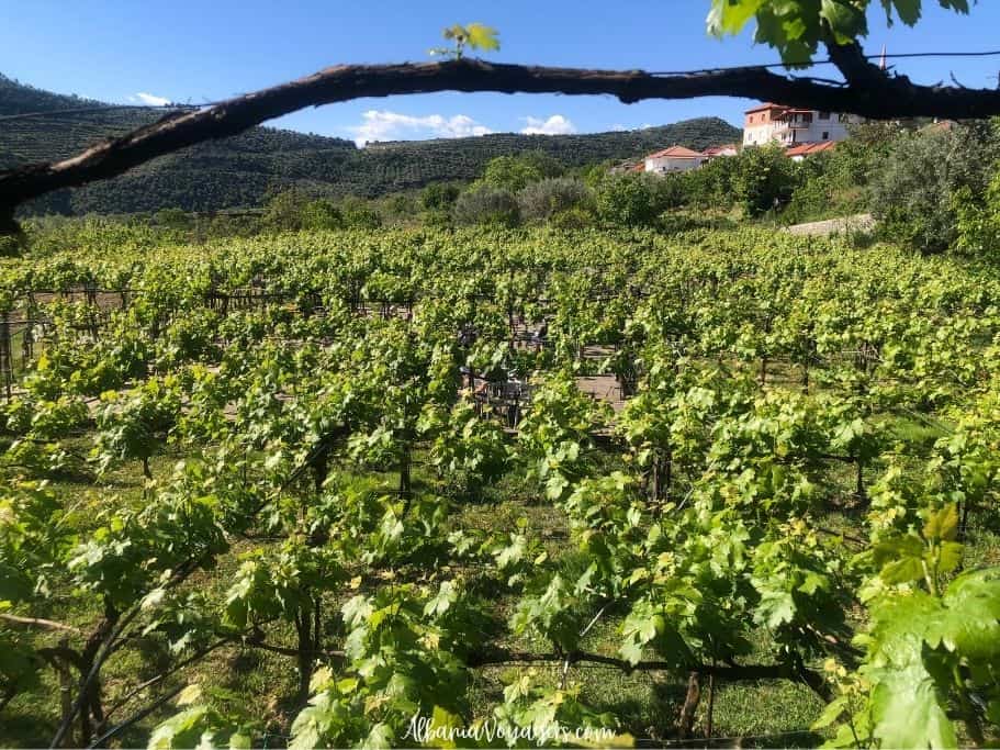 vineyards and rolling hills with blue sky at Alpeta Agrotourizem & Winery