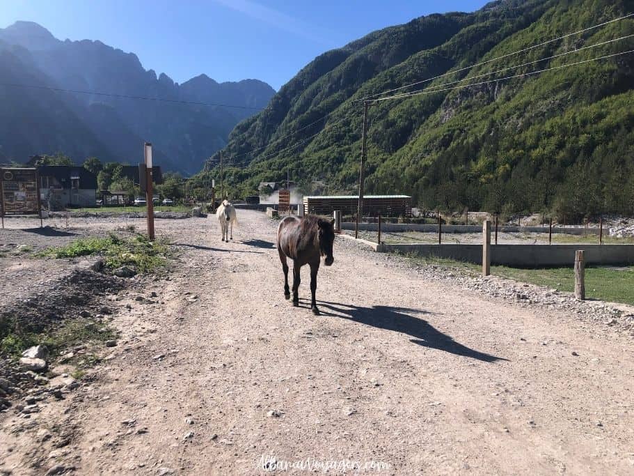 two horses walking along a gravel road in Theth